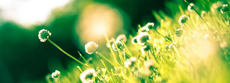 ¡Primavera a la Vista! Guía Esencial para Poner a Punto tu Jardín y Sistema de Riego en Chile